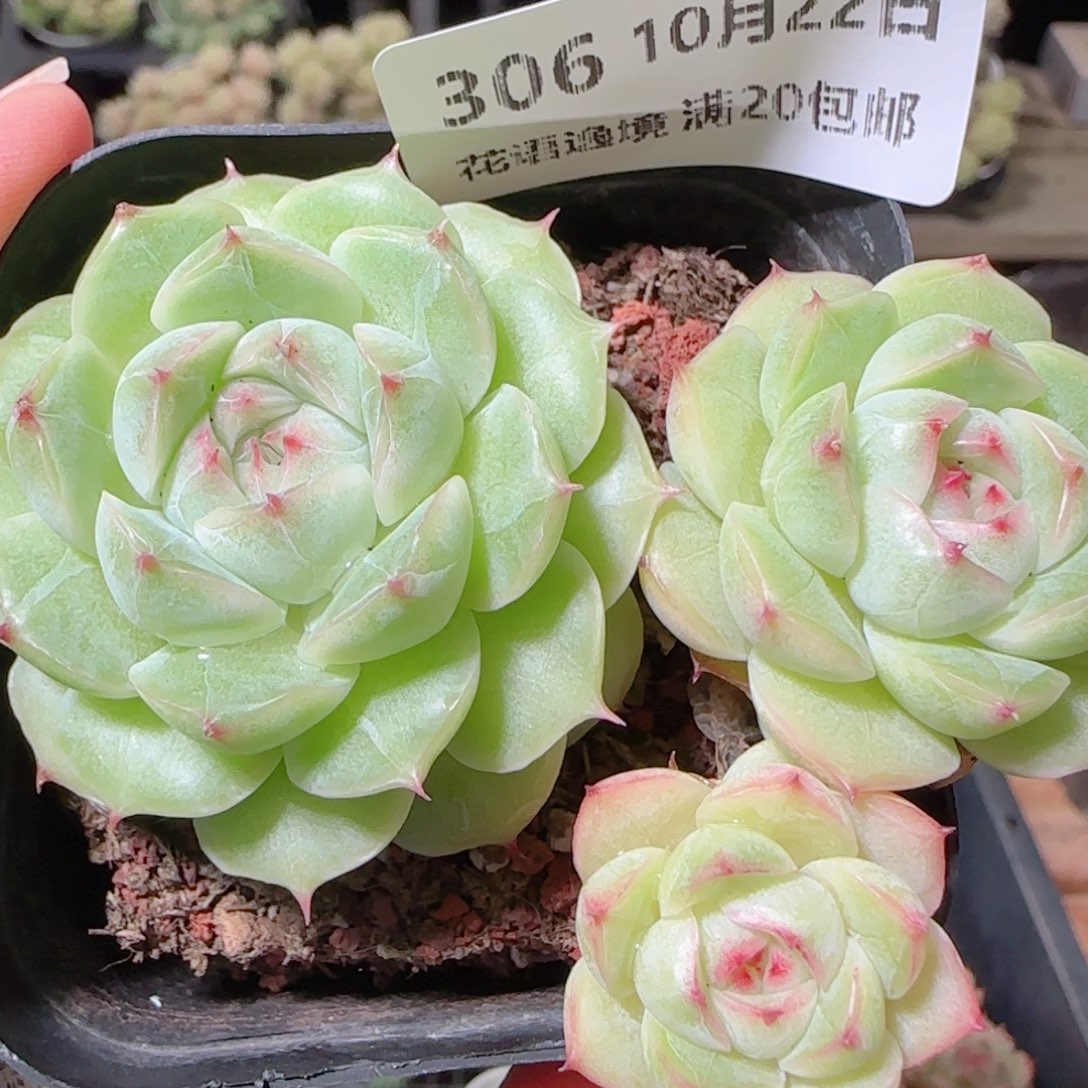 花语逸镜1022-306包子整
