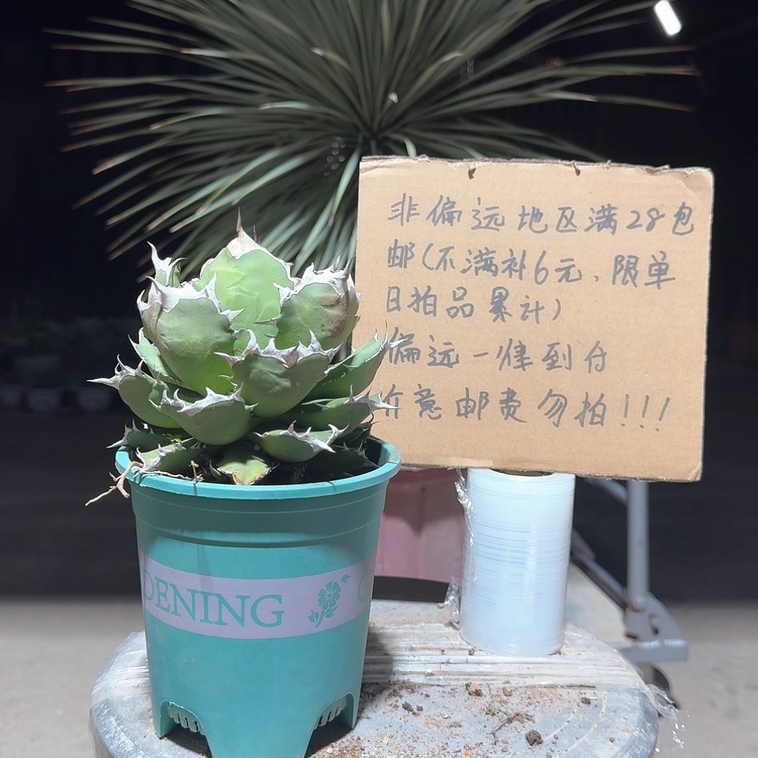 完全开放姬仁王冠龙舌兰