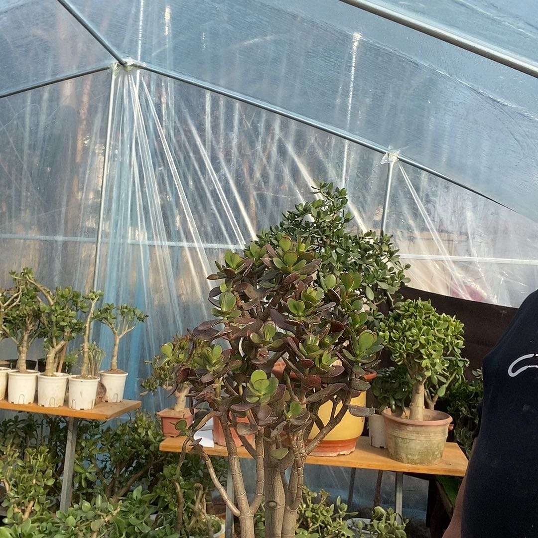 明***煌当前无花栽培后可以开花