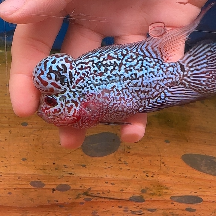 用***5罗汉鱼东莞珍珠88888888888