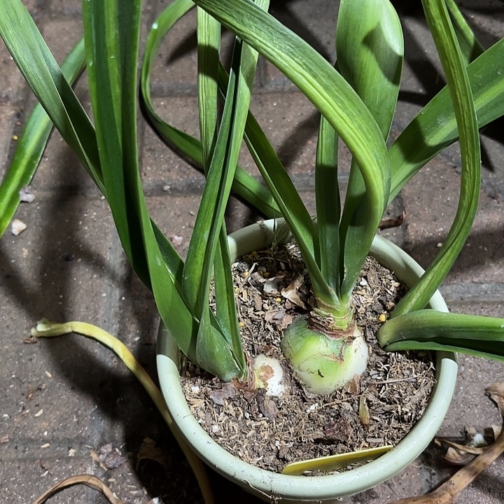 纷***扬无花朵朱顶红快乐荣耀一坨