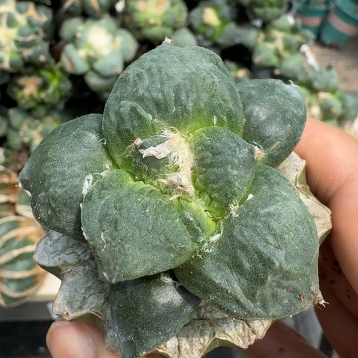 【闪购商品】无花朵大尤怒涛094