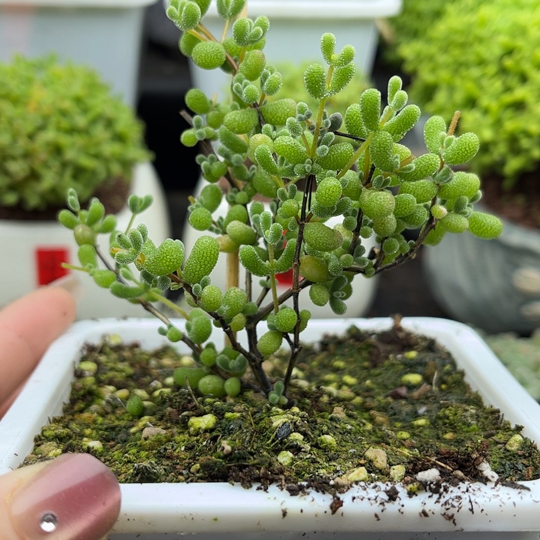 姜***~翡翠优选枝干番杏