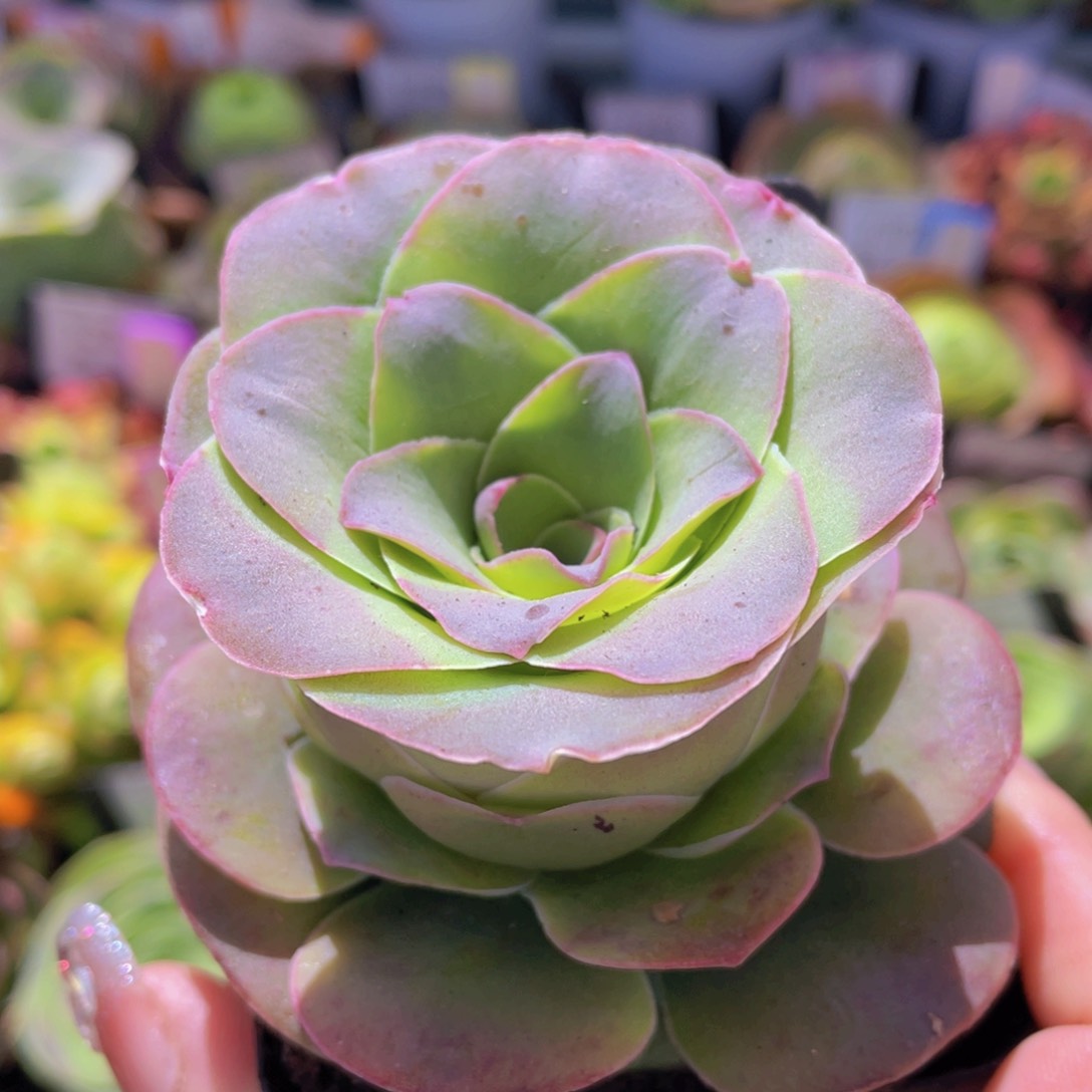 不知名一物一拍370