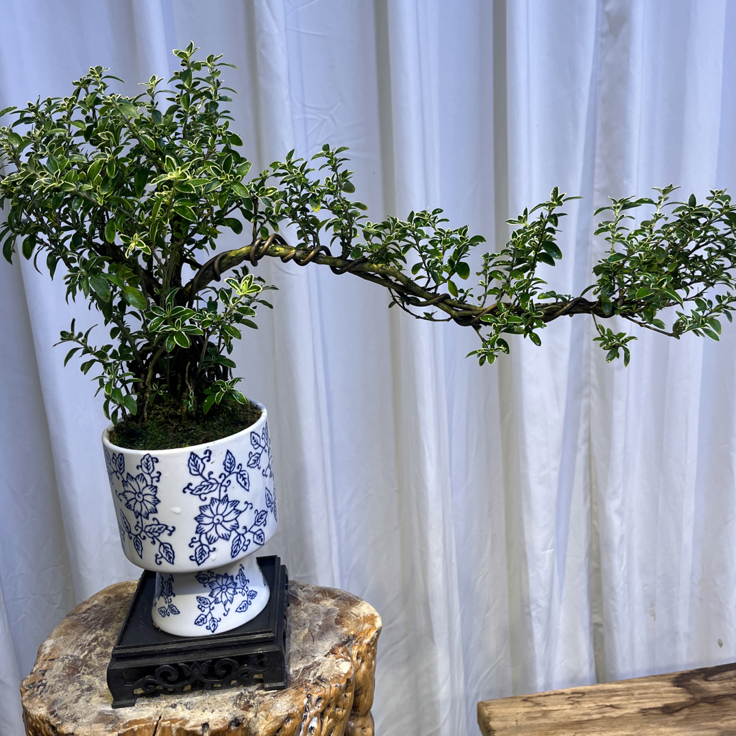 【悬崖飘支六月雪】｜室内禅意茶室茶桌桌面好养绿植盆栽