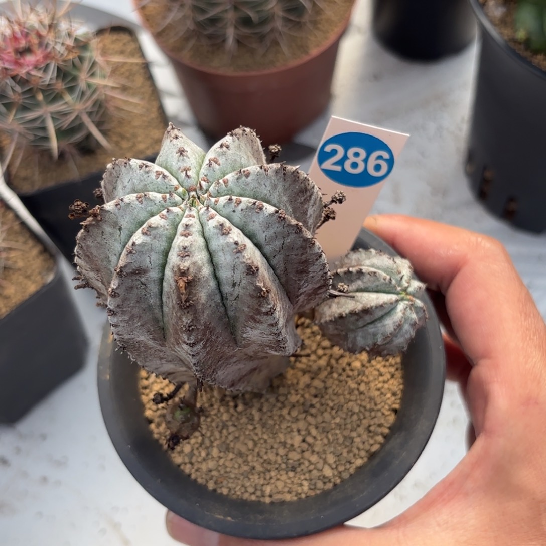 286白衣魁伟玉带盆带土发货