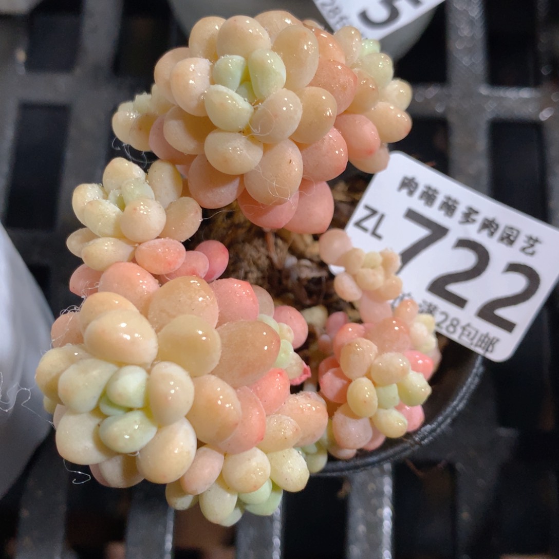 5CM拇指盆精控多肉ZL722