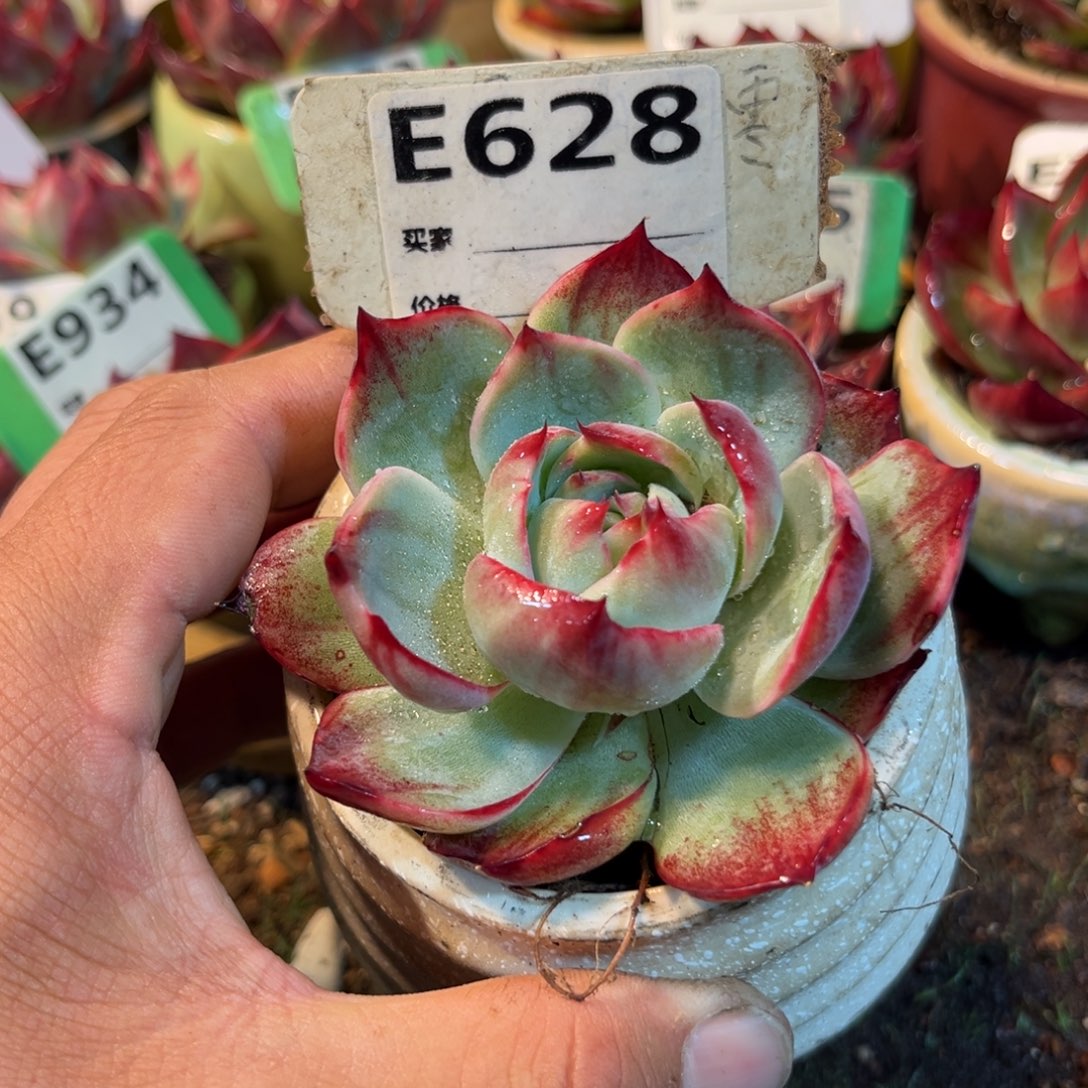 惊鸿一瞥628号多肉