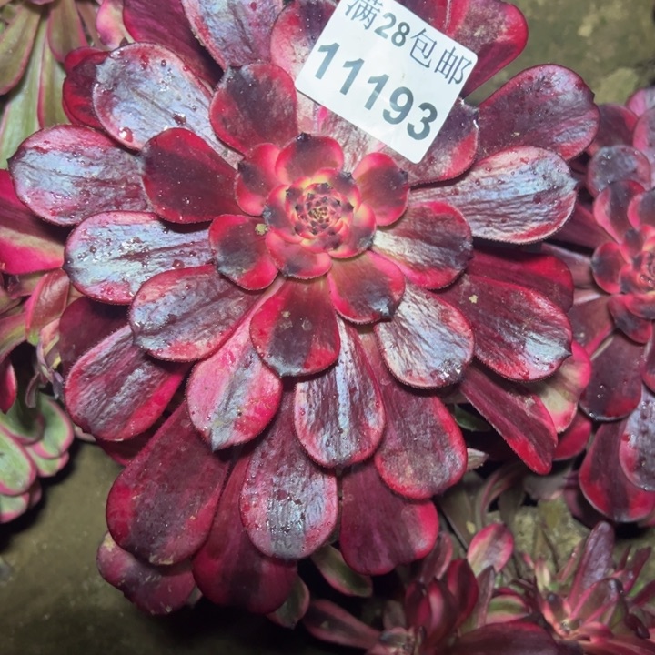 11193南烟花多肉植物