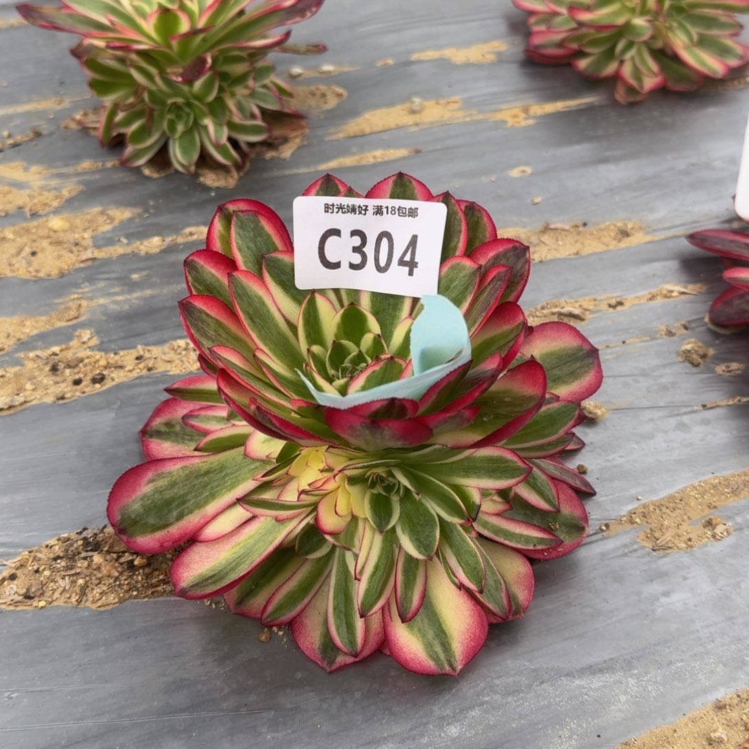 鱼*水304倾城摘心寄养到秋，