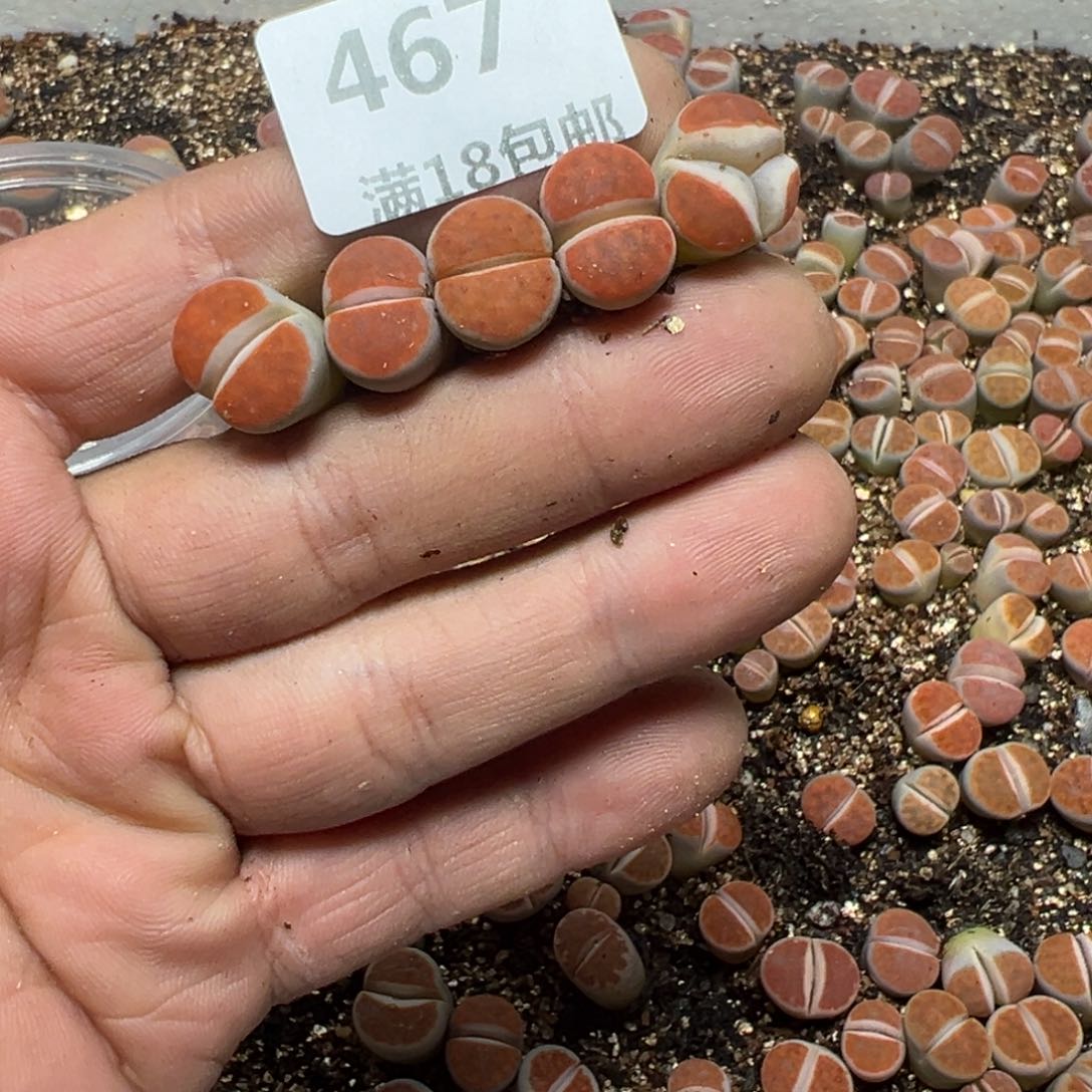 【闪购商品】 467。        