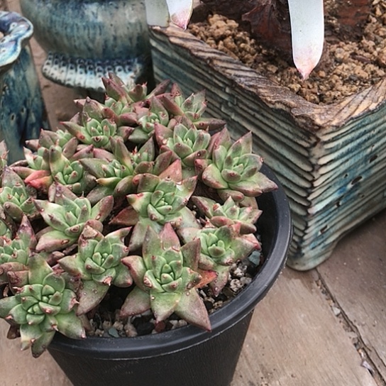 韩货绿菊仙女棒杯