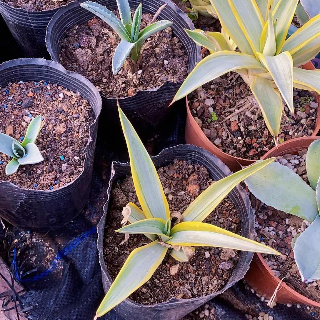 黄***卷银河旅人一颗4709