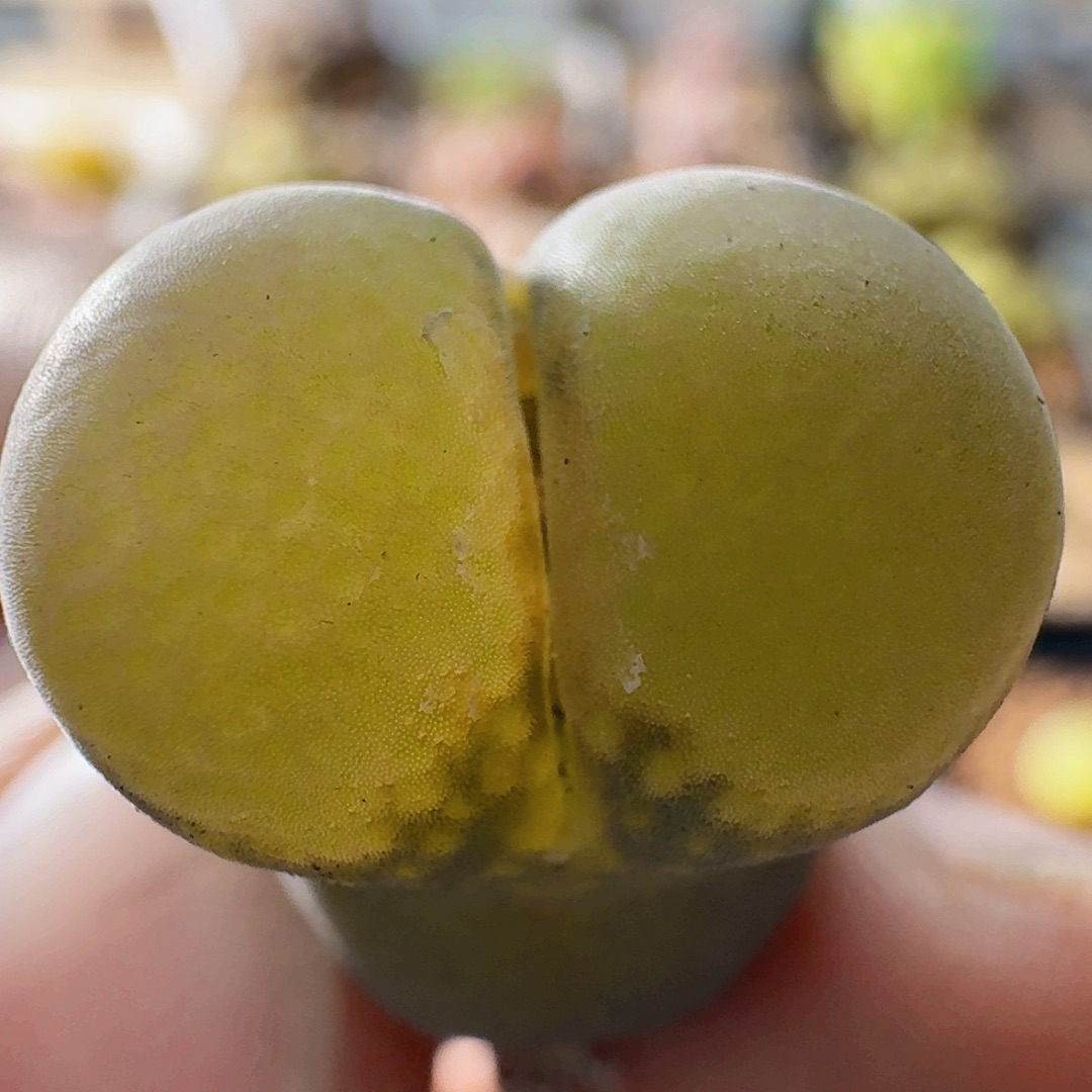 3271风铃玉肉锥植物