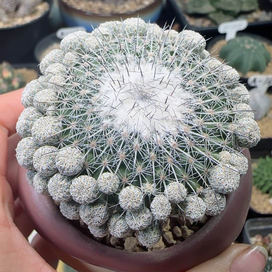 31乌月丸多肉00000