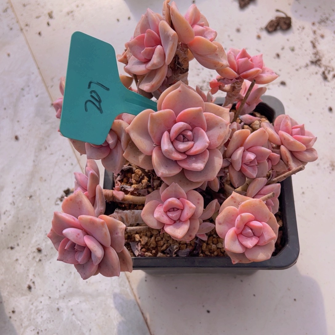 香玉的故事是一个人的故事吗