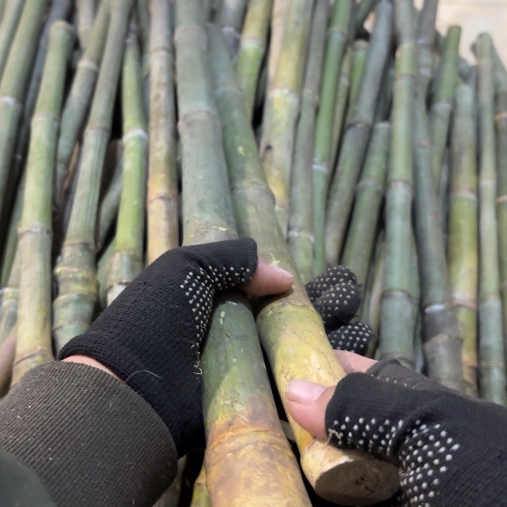 ¿***也实心竹竹竹竹竹竹竹竹竹