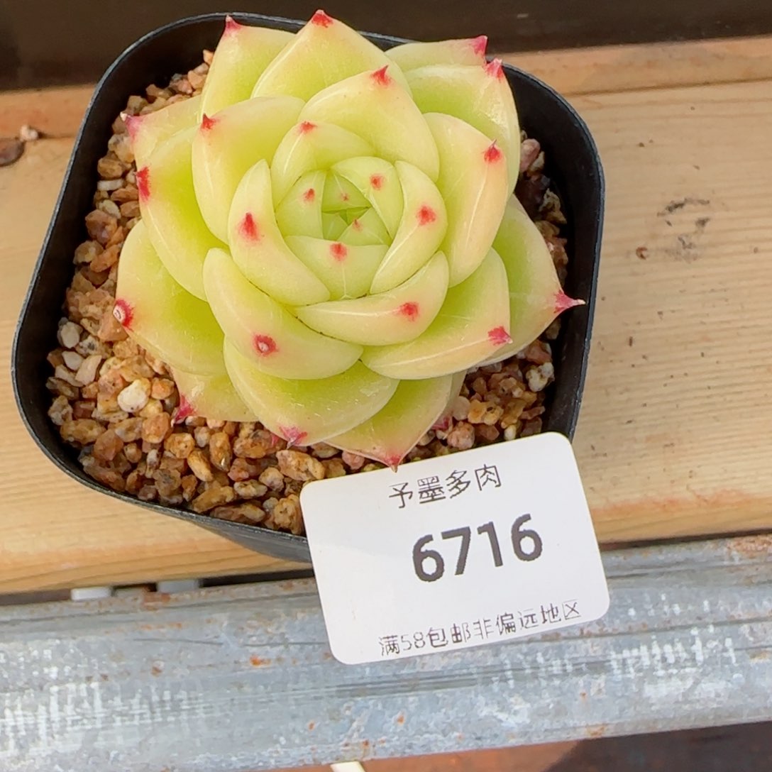 杜若珍妮，6716多肉植物
