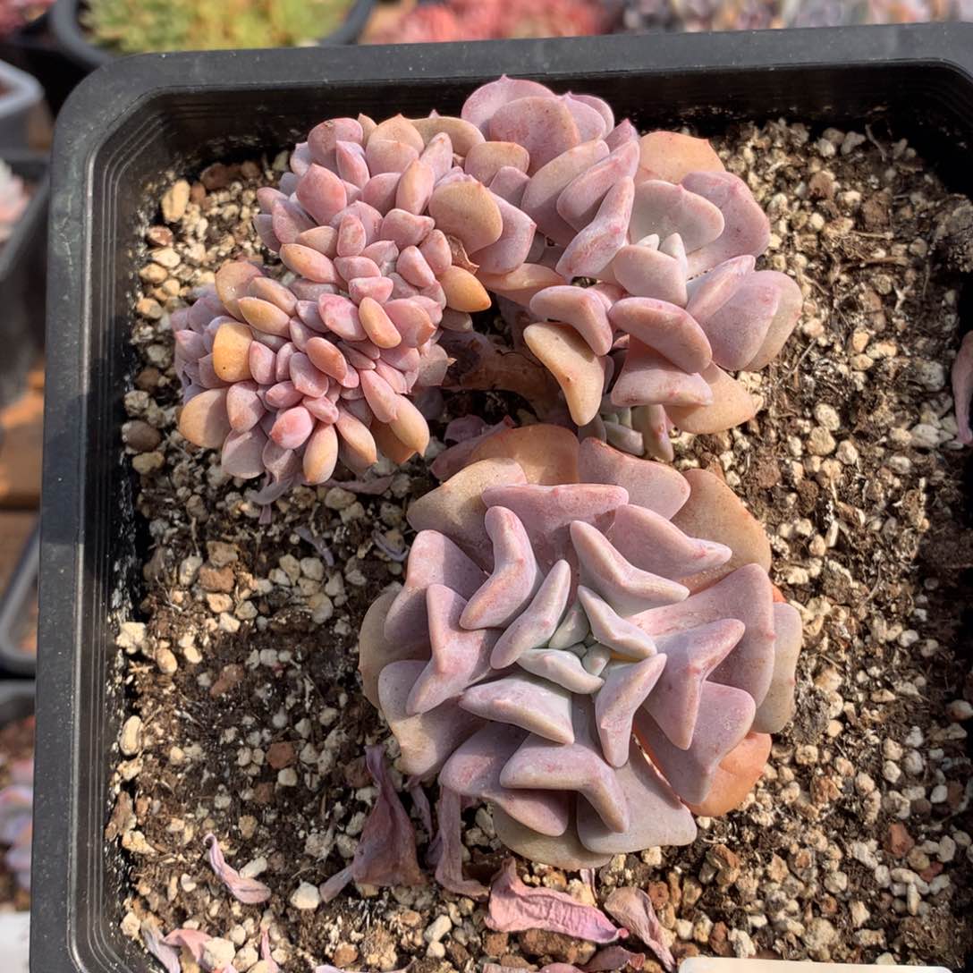 10厘米胸花雪精灵缀2970