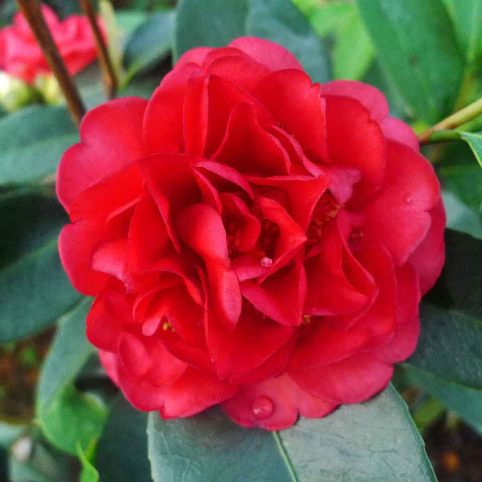 四季茶花红色重瓣大花四季开花