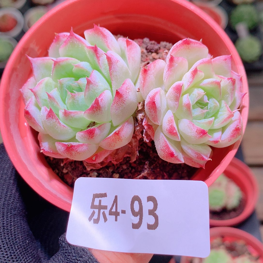 乐然4-93 女王玫瑰 