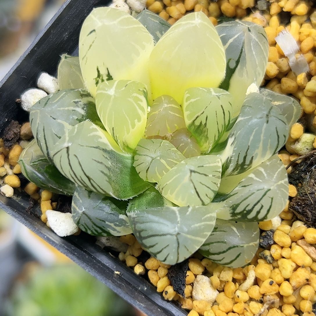 龙爪锦十二卷多肉植物