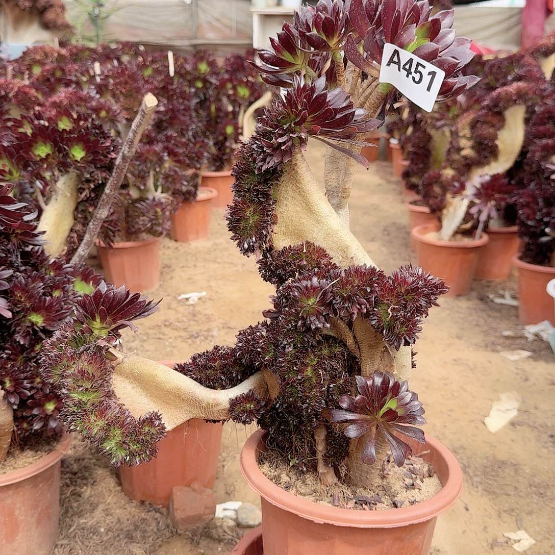 451黑法师一颗呀呀