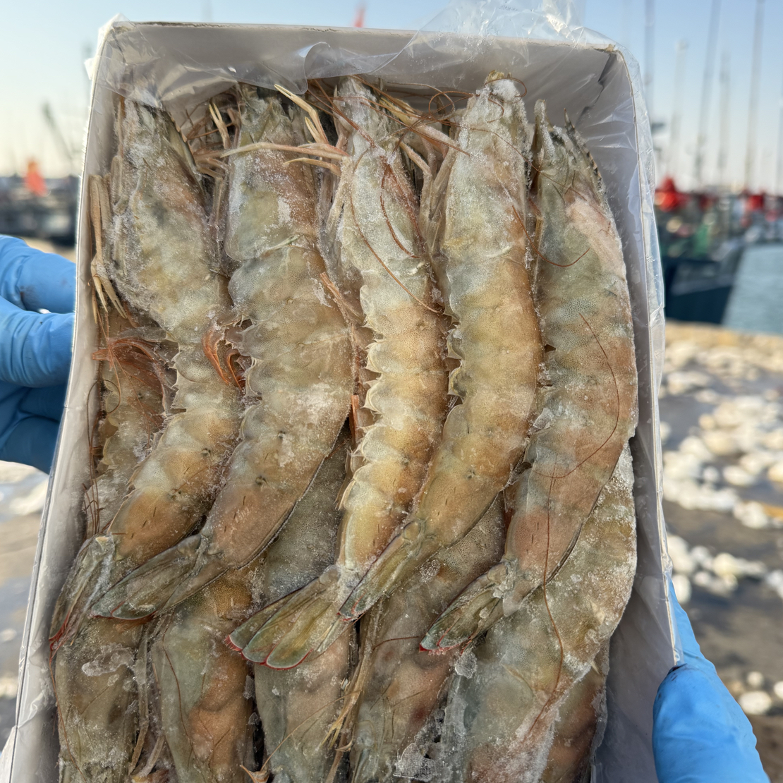 野生对虾海洋大虾明虾速冻发货15-20只/盒2斤日照顺丰发