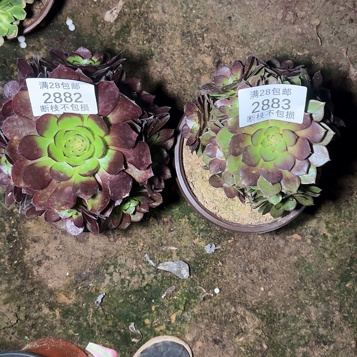 庸***人2882 2883两颗多肉植物