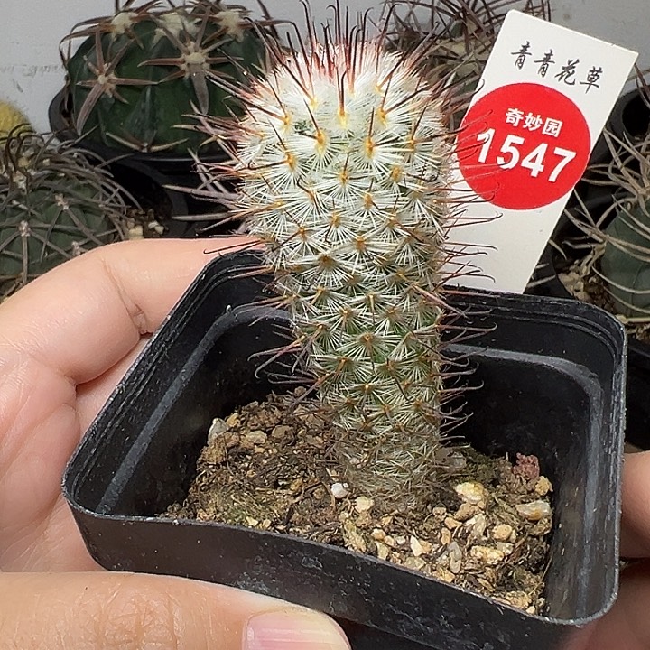 实生曲刺佩雷2.6cm