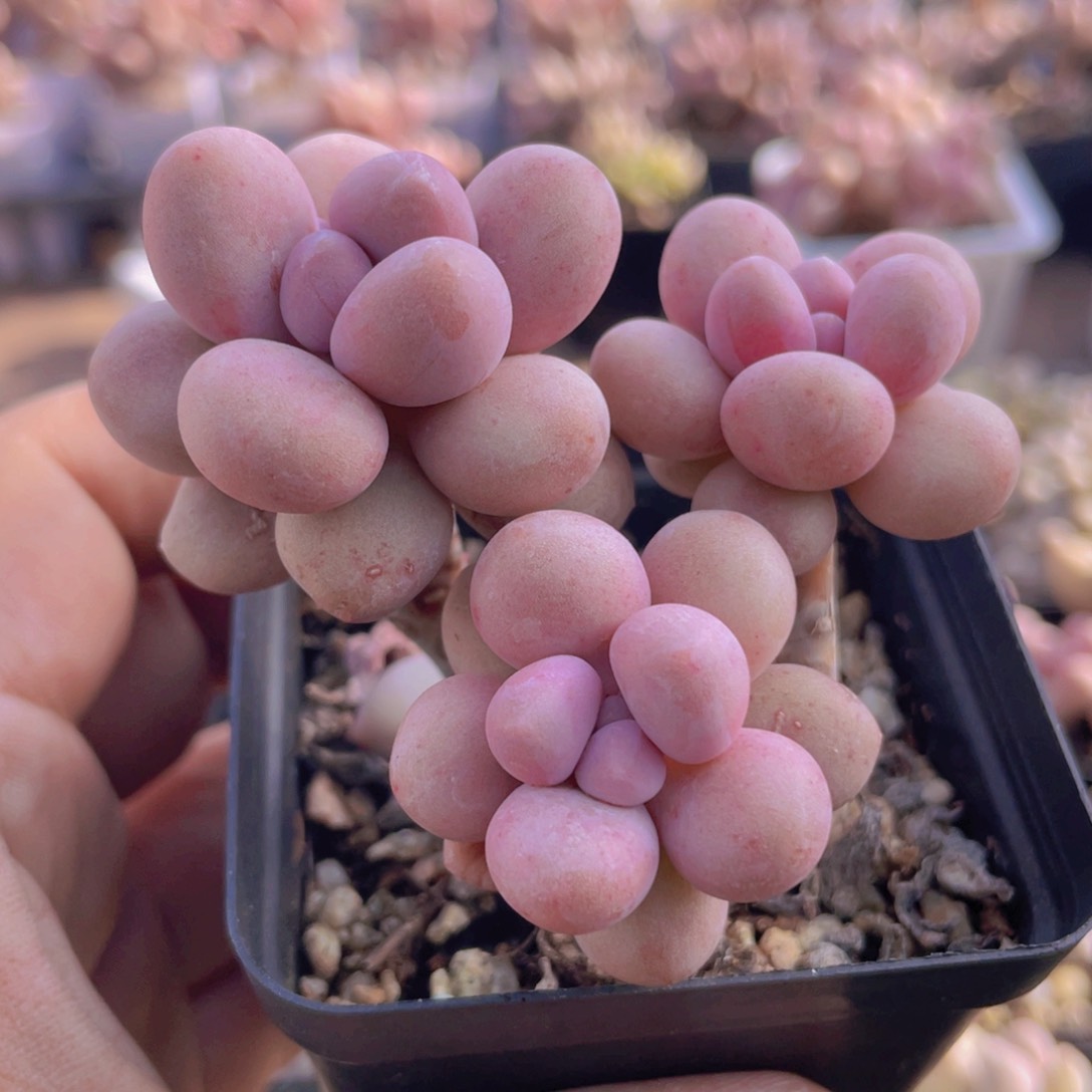 阿**?多肉植物多肉植物