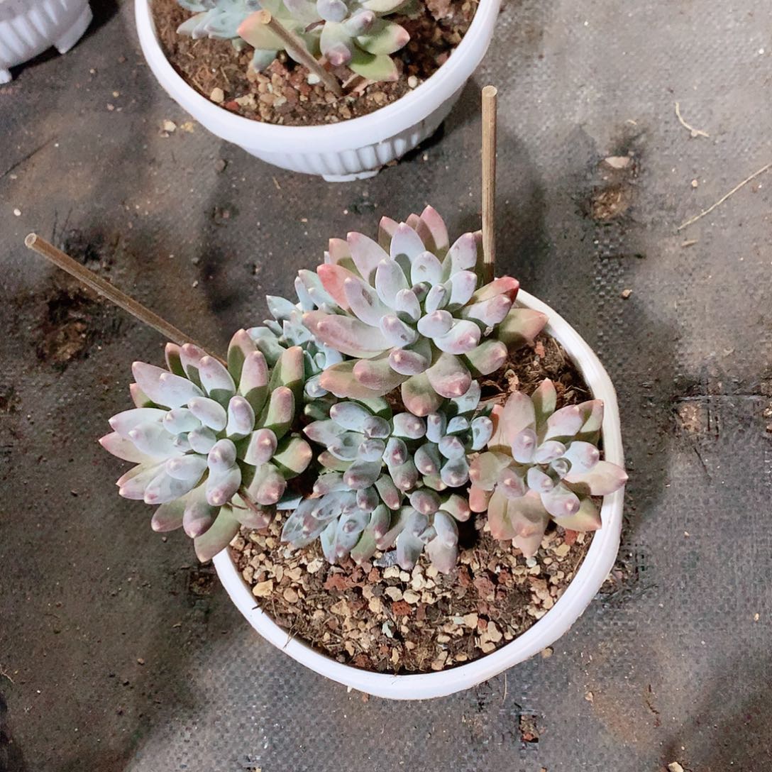 多肉植物多肉植物