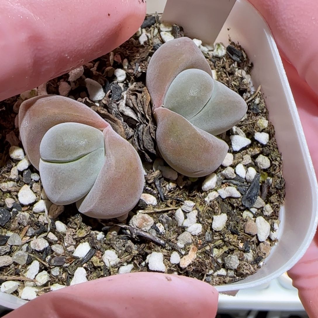 肉锥多肉植物百科-524