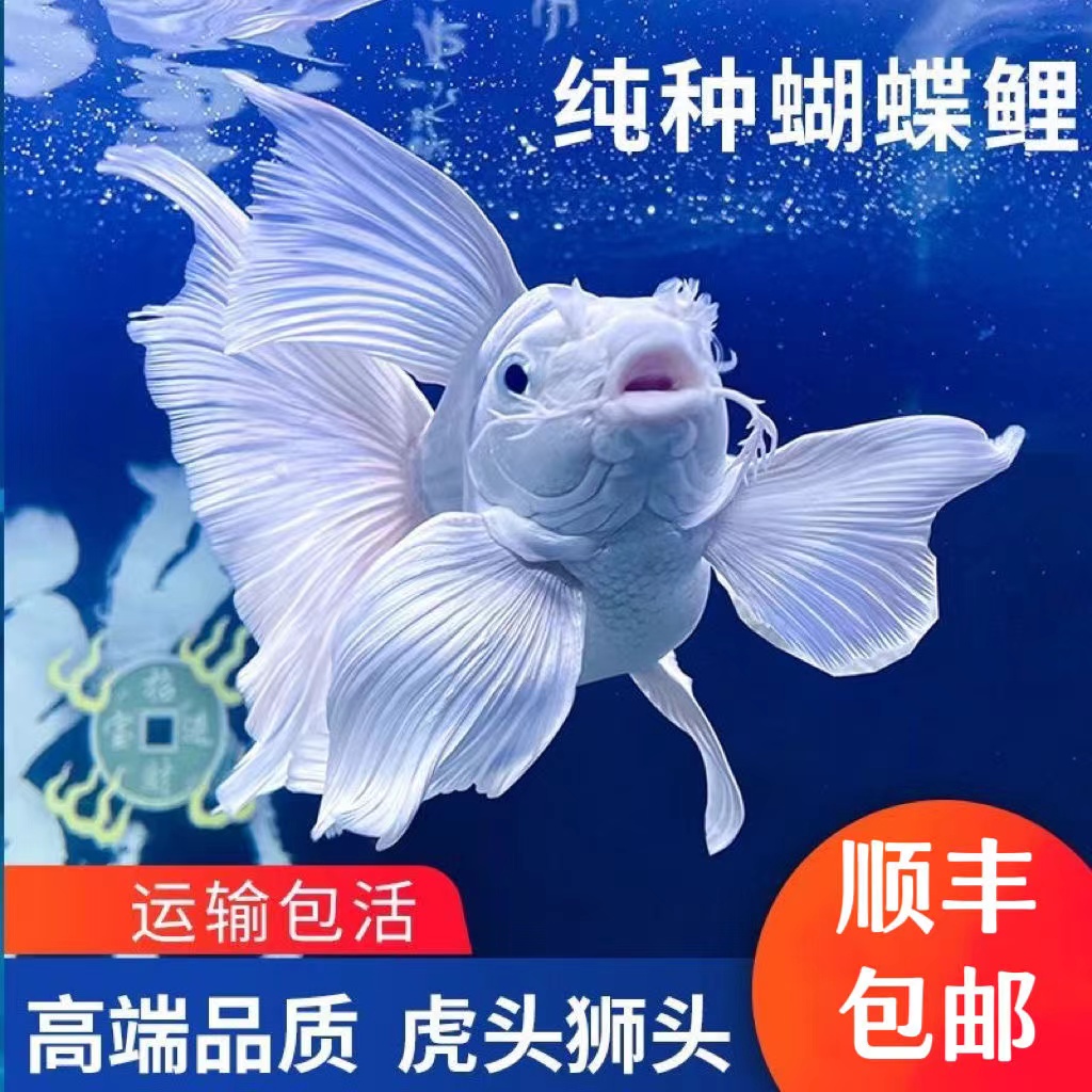 蝴蝶鲤鱼短球纯种台系贵妃体白色精品观赏鱼养鱼饲养活体发货