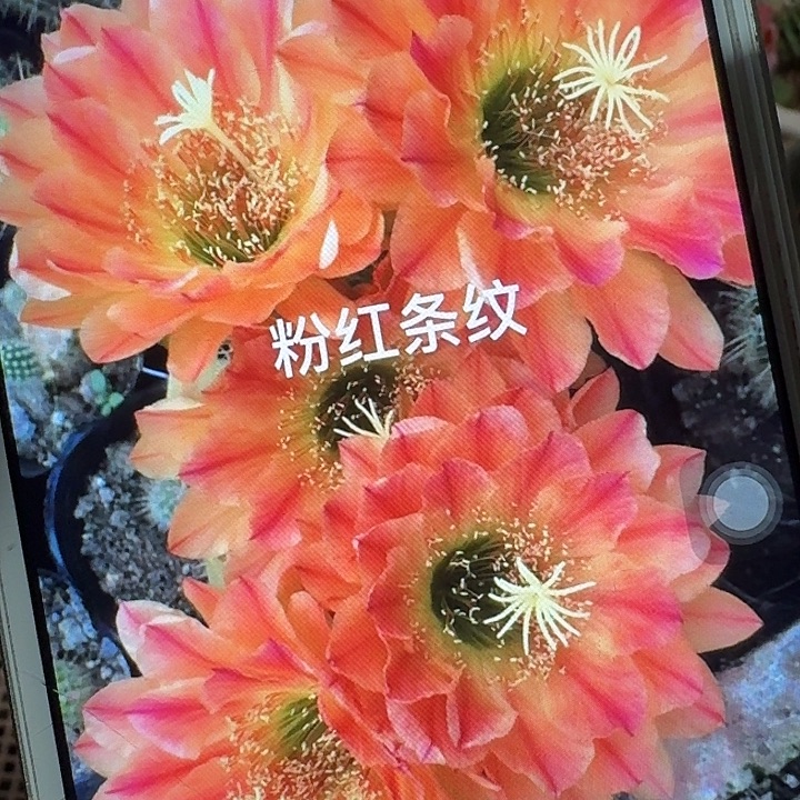 粉红条纹侧芽5公分左右毛花柱（20包邮