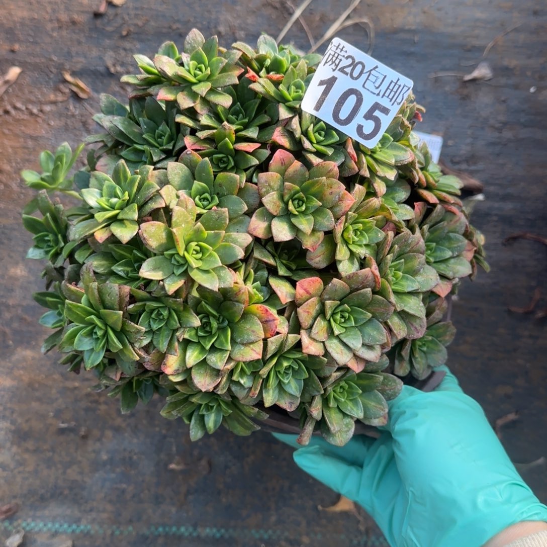 花茶105满20包邮断枝不包