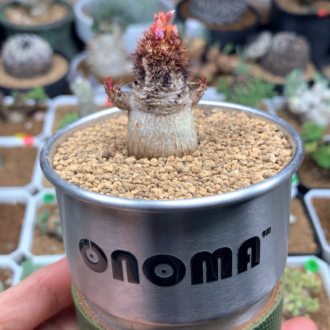 象鼻大戟带盆多肉