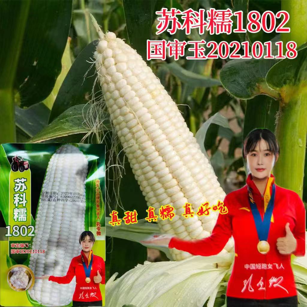 苏科糯1802玉米种籽国审糯鲜食糯玉米籽农业高产抗病大田种孑种植