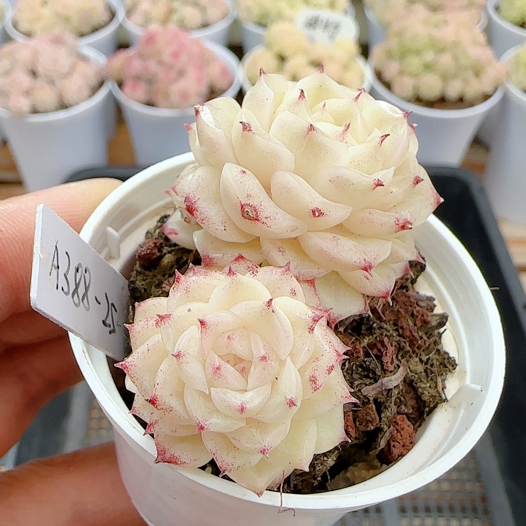 1228-9（a388-25）优选