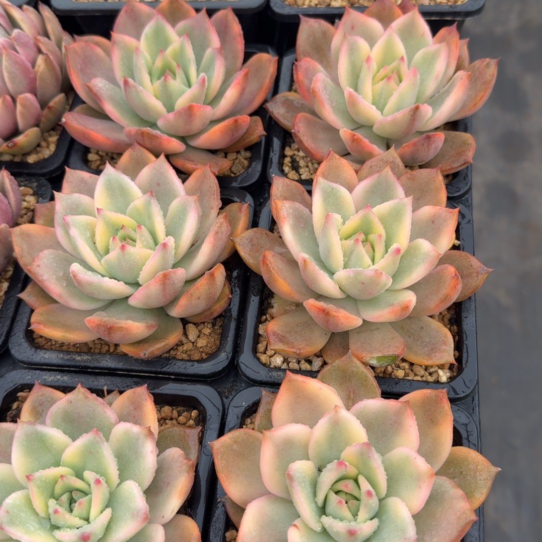 卡梅拉锦，多肉锦多肉