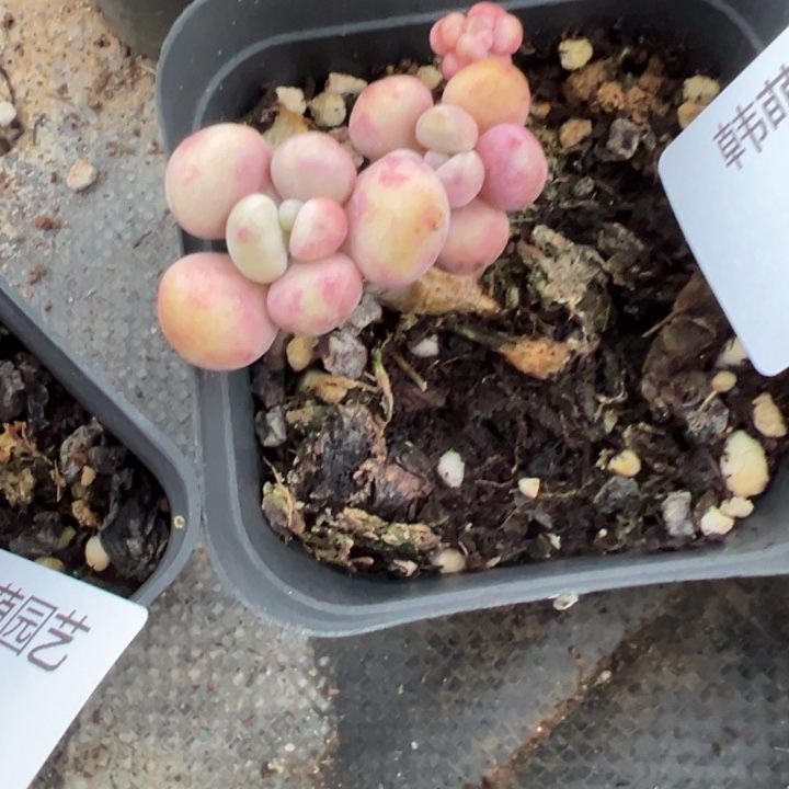 桃蛋多肉植物12多肉