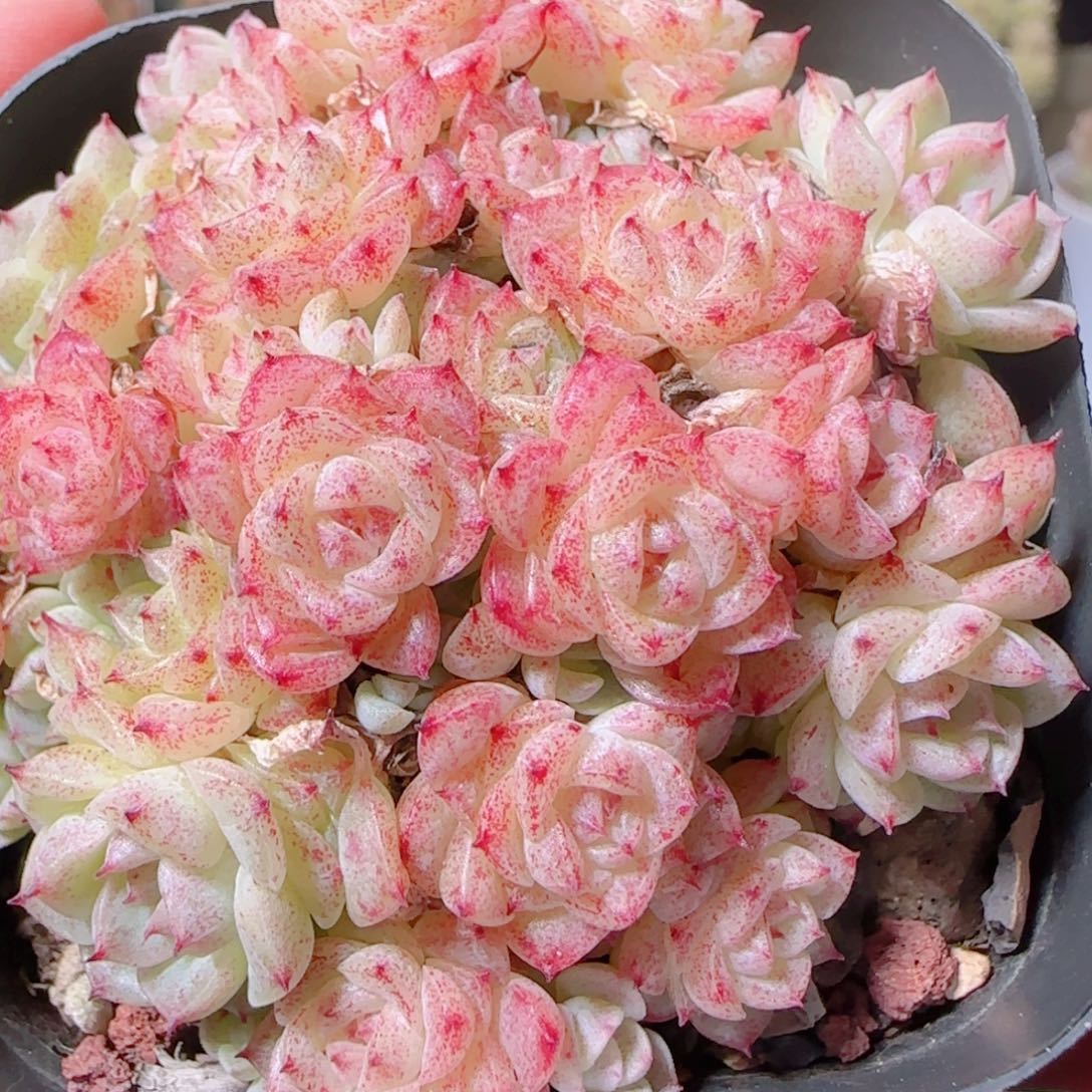 花语多肉1203-22散