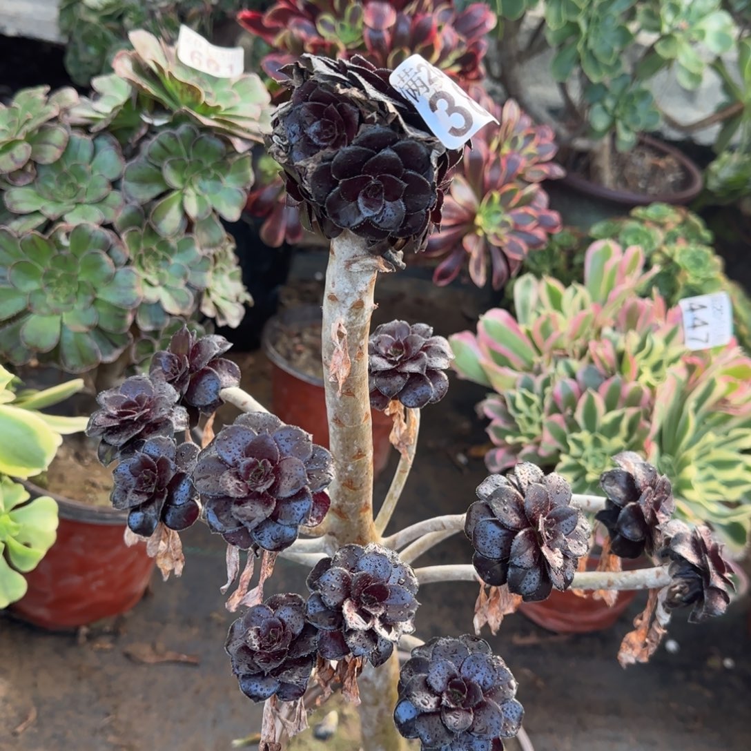 墨法师386满20包邮断枝不包