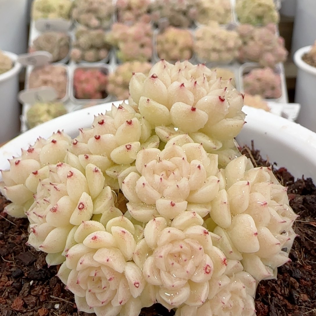 【闪购商品】0128-32（m1-252-2）