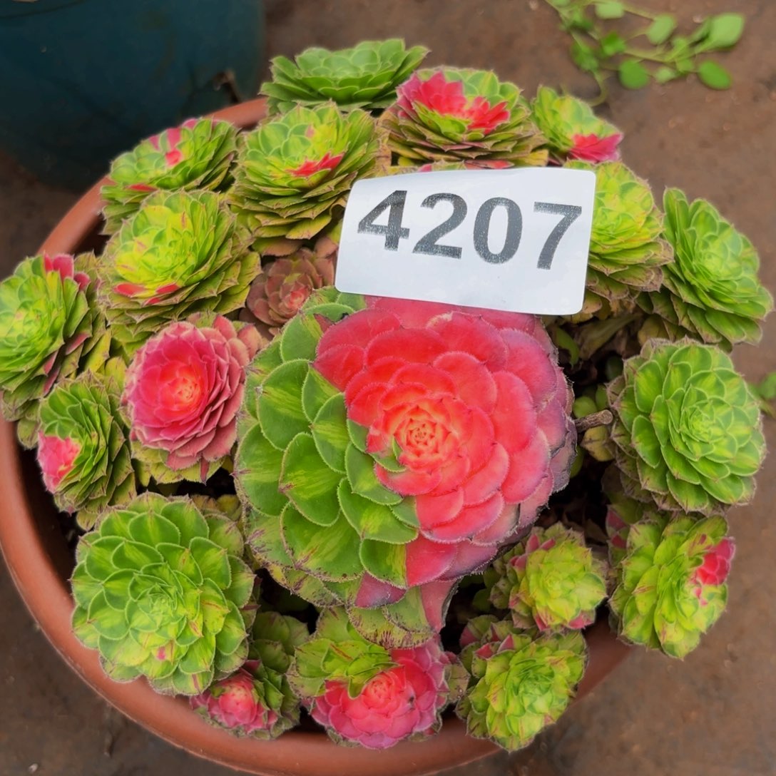 4207多肉植物知否特价