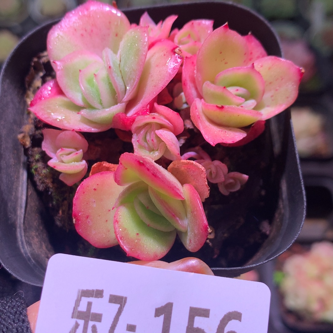 乐然 7-156 冰玫瑰群 