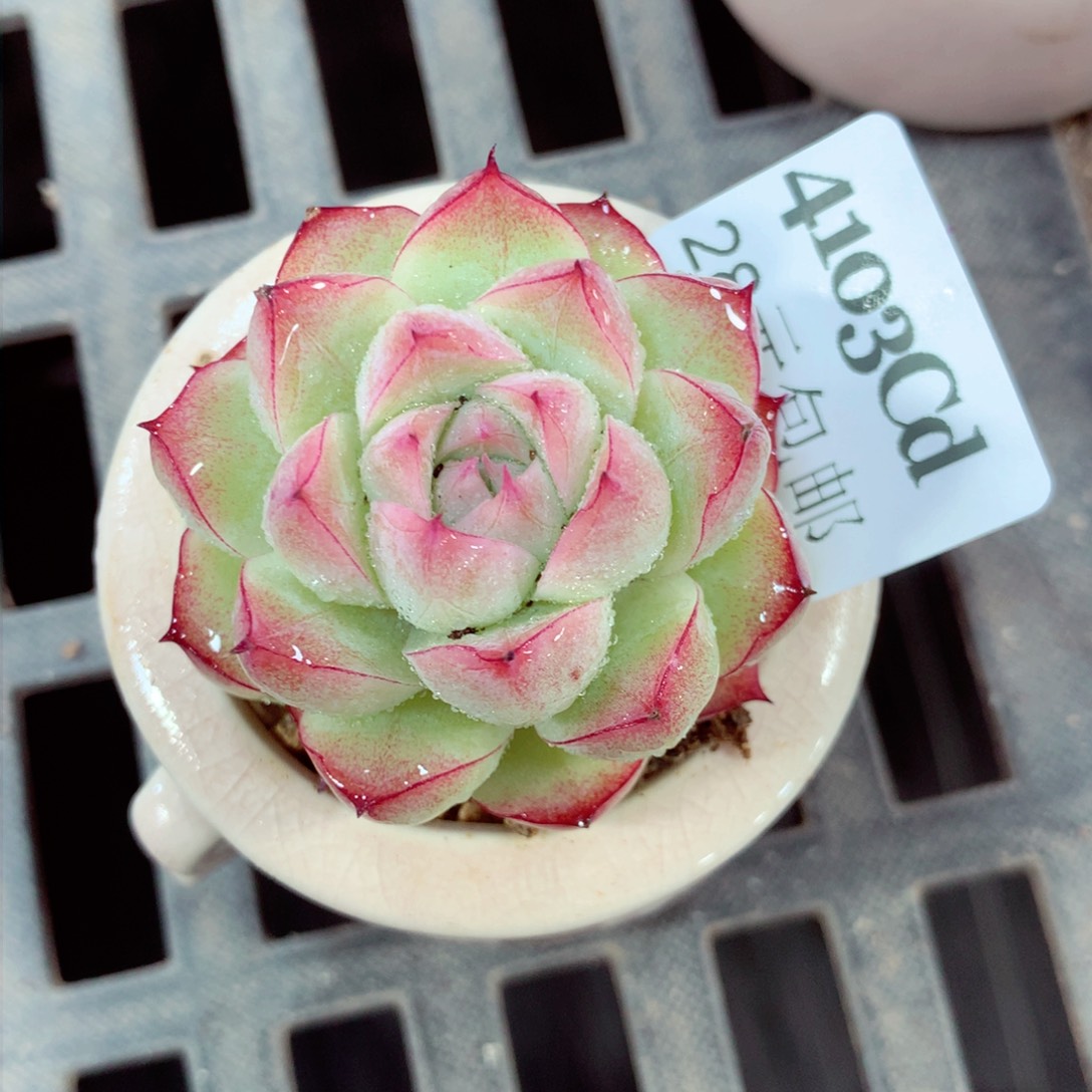 5厘米盆精控多肉4103