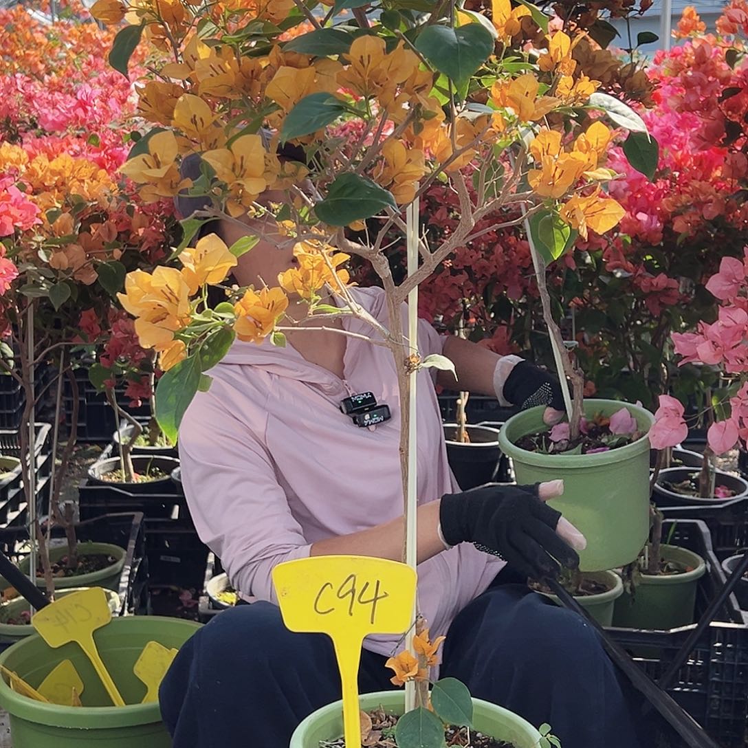 敏***敏大部分花苞少量开放C94金色光辉