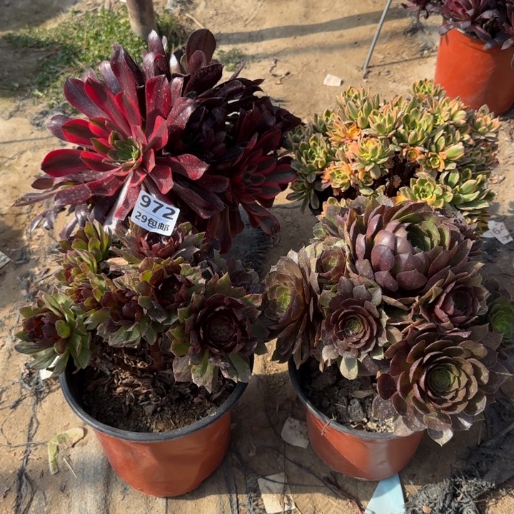 4颗，多肉……植物法师