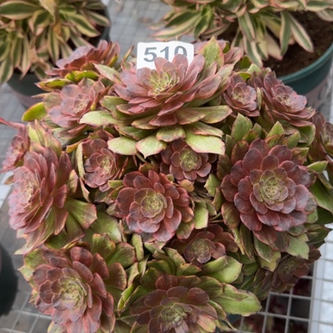 510红丝绒25厘米左右